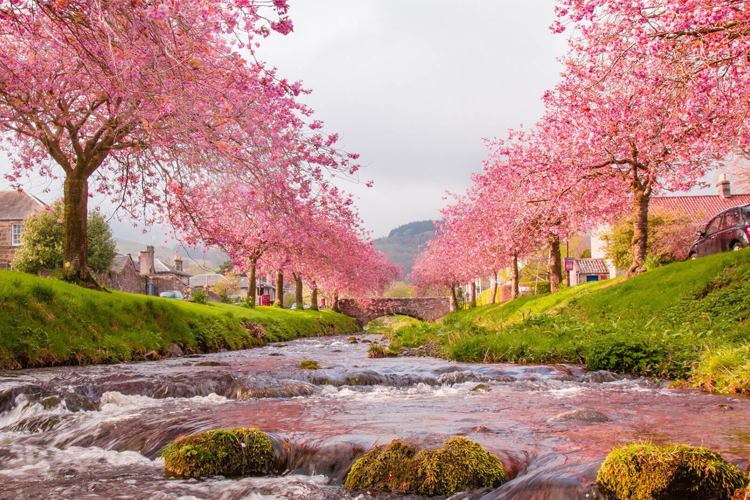 Du lịch Nhật Bản vào mùa hoa anh đào Sakura sẽ là một trải nghiệm tuyệt vời cho bạn. Tận hưởng vẻ đẹp tuyệt đẹp của hàng triệu bông hoa anh đào nở rộ trên khắp Nhật Bản, từ khu vườn tại Tokyo đến những cánh đồng hoa tại Kyushu.