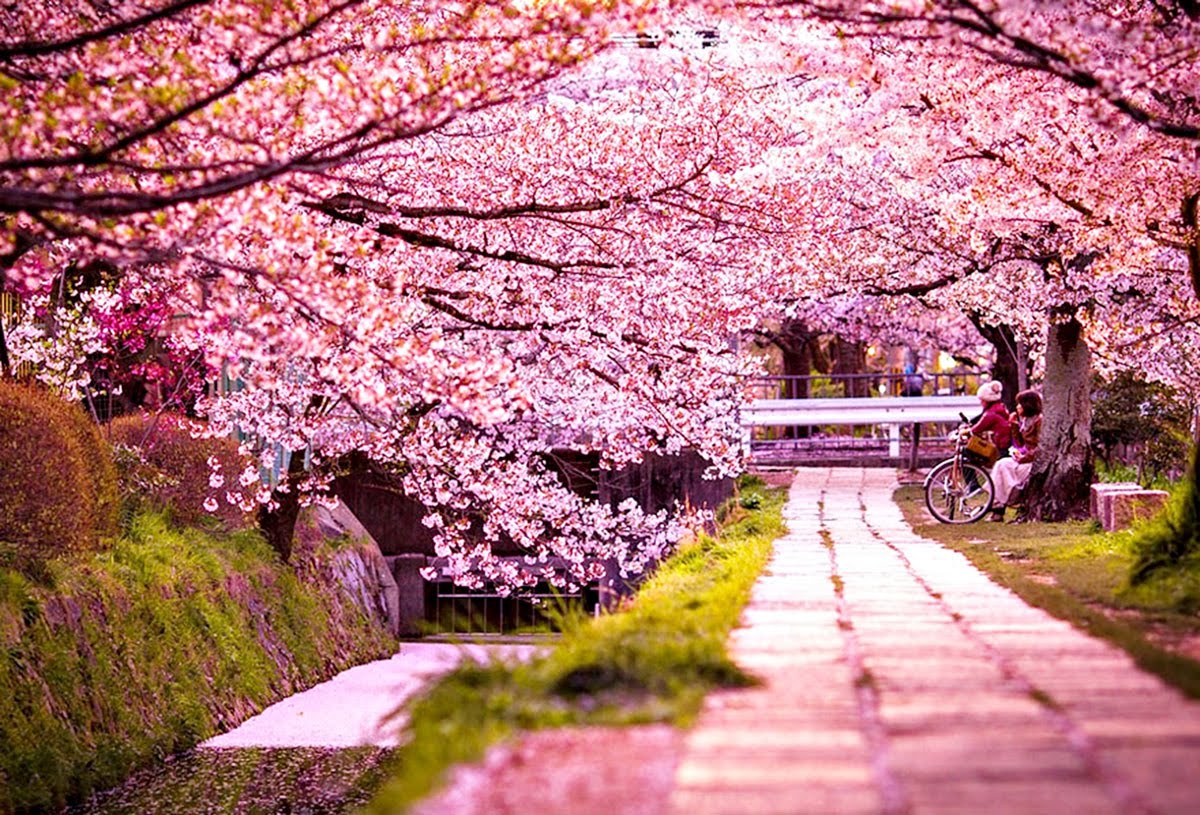 Hành trình trải nghiệm văn hóa Nhật Bản là một trải nghiệm đáng nhớ đối với bất kỳ ai yêu thích văn hóa Nhật Bản. Hãy cùng khám phá sự đa dạng và hấp dẫn của nền văn hóa xứ sở hoa anh đào.